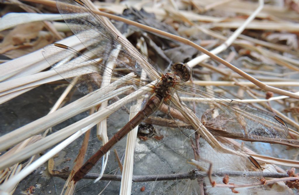 da identificare: Sympetrum meridionale
